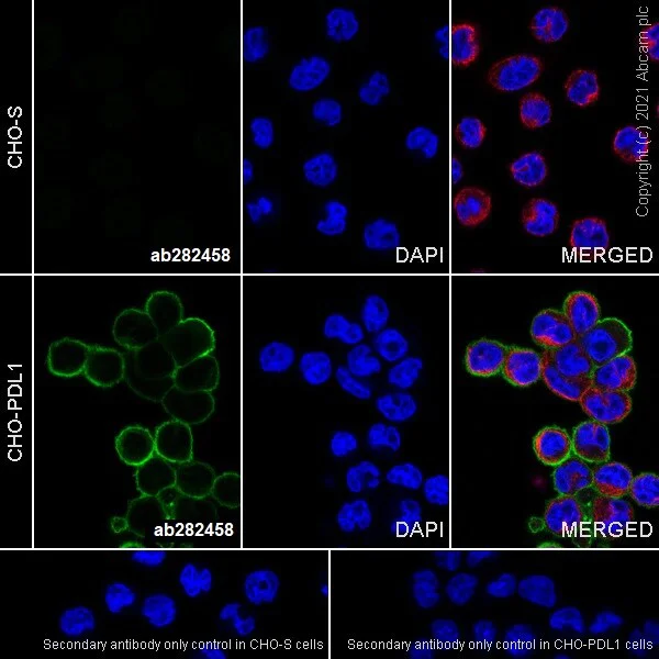 Immunocytochemistry - Anti-PD-L1 antibody [RM1012] - BSA and Azide free (AB283867)