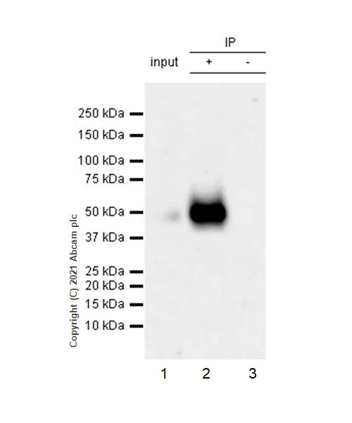 Western blot - Anti-PD-L1 antibody [RM1012] - BSA and Azide free (AB283867)