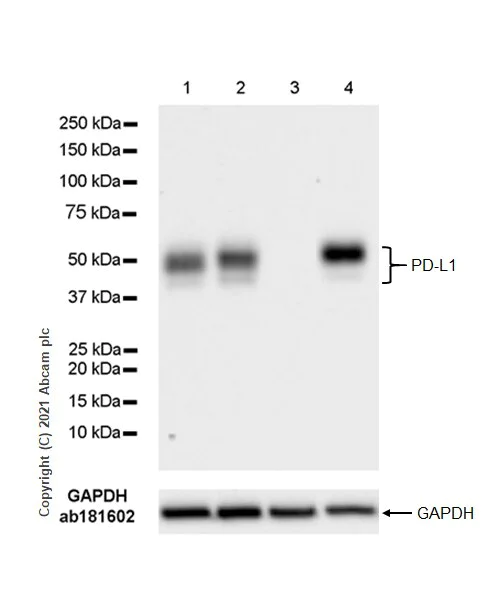 Western blot - Anti-PD-L1 antibody [RM1012] - BSA and Azide free (AB283867)