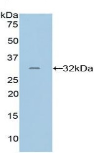 Western blot - Anti-PD-L2 antibody (AB231145), expandable thumbnail