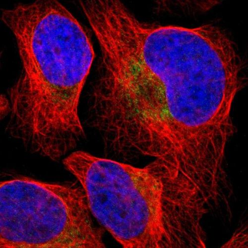 Immunocytochemistry/ Immunofluorescence - Anti-PD-L2 antibody (AB244332), expandable thumbnail