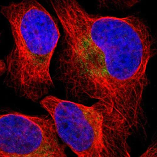 Immunocytochemistry/ Immunofluorescence - Anti-PD-L2 antibody (AB244332)