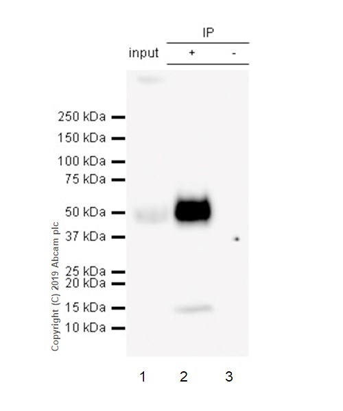 Immunoprecipitation - Anti-PD-L2 antibody [CAL28] (AB256386), expandable thumbnail