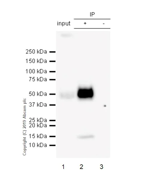 Immunoprecipitation - Anti-PD-L2 antibody [CAL28] (AB256386)