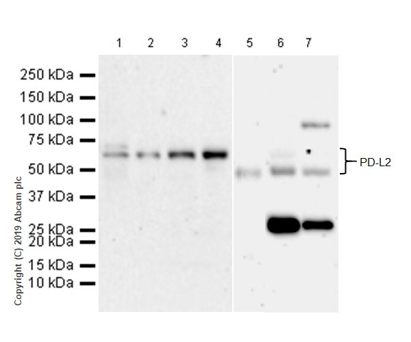 Western blot - Anti-PD-L2 antibody [CAL28] (AB256386), expandable thumbnail