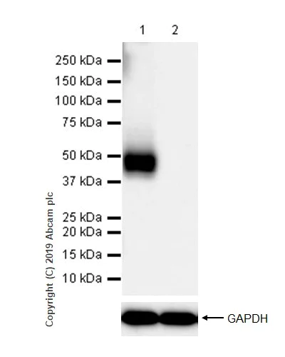 Western blot - Anti-PD-L2 antibody [CAL28] (AB256386)