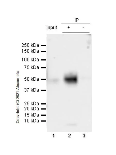 Immunoprecipitation - Anti-PD-L2 antibody [CAL28] - Mouse IgG1 (Chimeric) (AB283344)