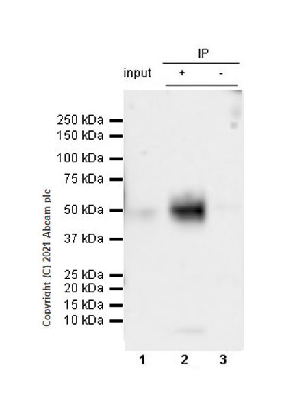Immunoprecipitation - Anti-PD-L2 antibody [CAL28] - Mouse IgG1 (Chimeric) - BSA and Azide free (AB283336), expandable thumbnail