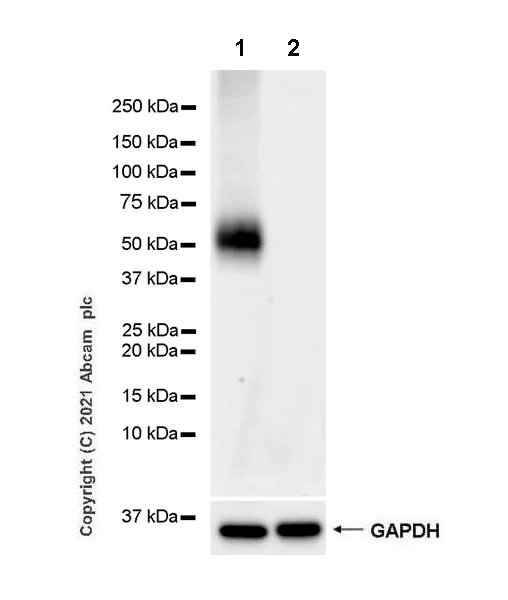 Western blot - Anti-PD-L2 antibody [CAL28] - Mouse IgG1 (Chimeric) - BSA and Azide free (AB283336)