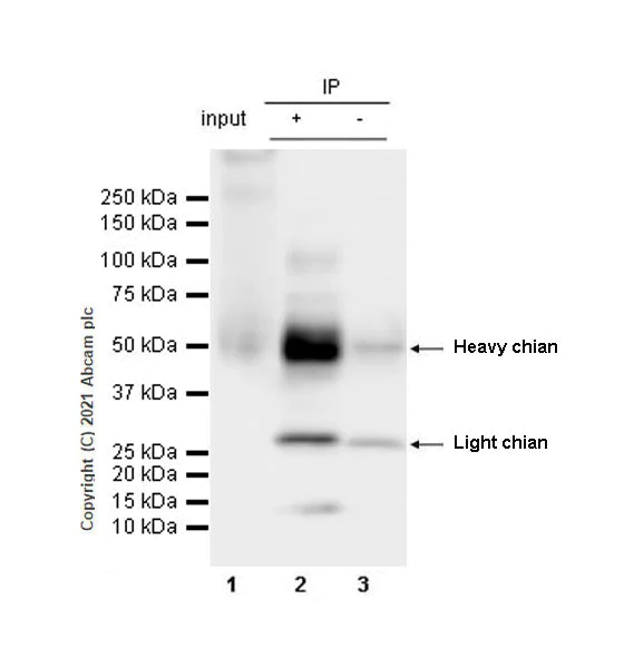 Immunoprecipitation - Anti-PD-L2 antibody [CAL28] - Rat IgG2a (Chimeric) (AB283347)