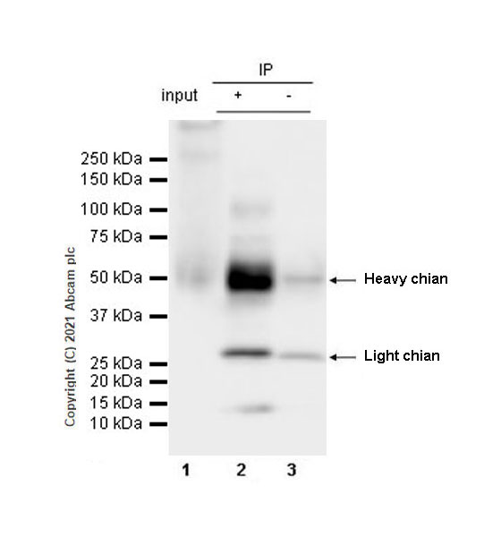 Immunoprecipitation - Anti-PD-L2 antibody [CAL28] - Rat IgG2a (Chimeric) - BSA and Azide free (AB283335), expandable thumbnail