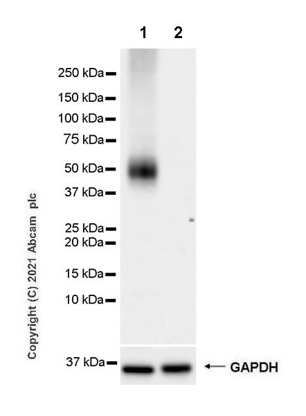 Western blot - Anti-PD-L2 antibody [CAL28] - Rat IgG2a (Chimeric) - BSA and Azide free (AB283335), expandable thumbnail