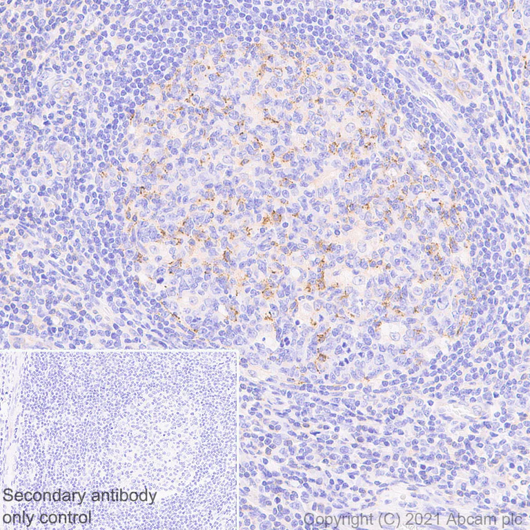 Immunohistochemistry (Formalin/PFA-fixed paraffin-embedded sections) - Anti-PD-L2 antibody [EPR25200-50] (AB288298)