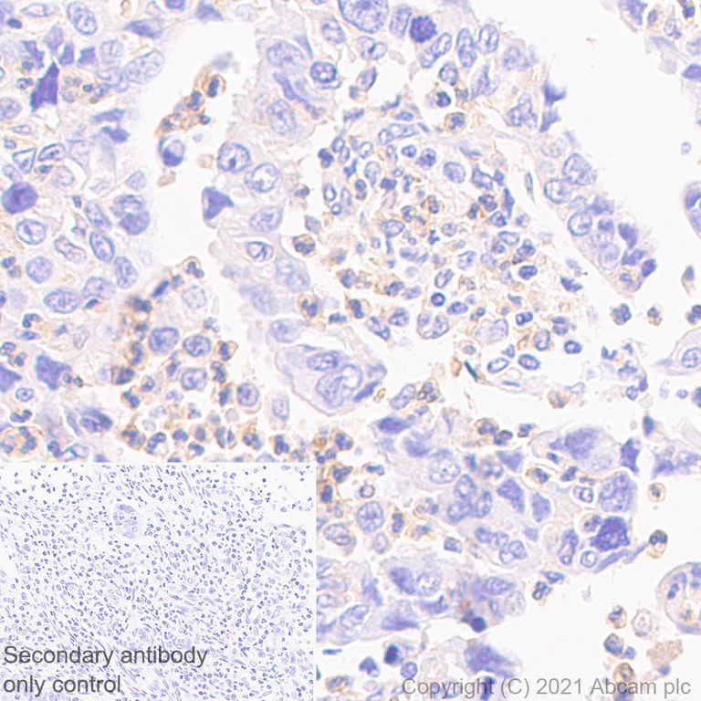 Immunohistochemistry (Formalin/PFA-fixed paraffin-embedded sections) - Anti-PD-L2 antibody [EPR25200-50] (AB288298)