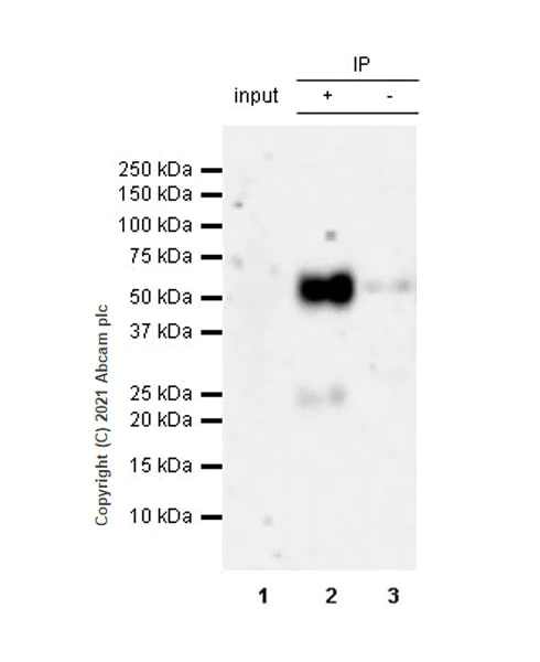 Immunoprecipitation - Anti-PD-L2 antibody [EPR25200-50] (AB288298)