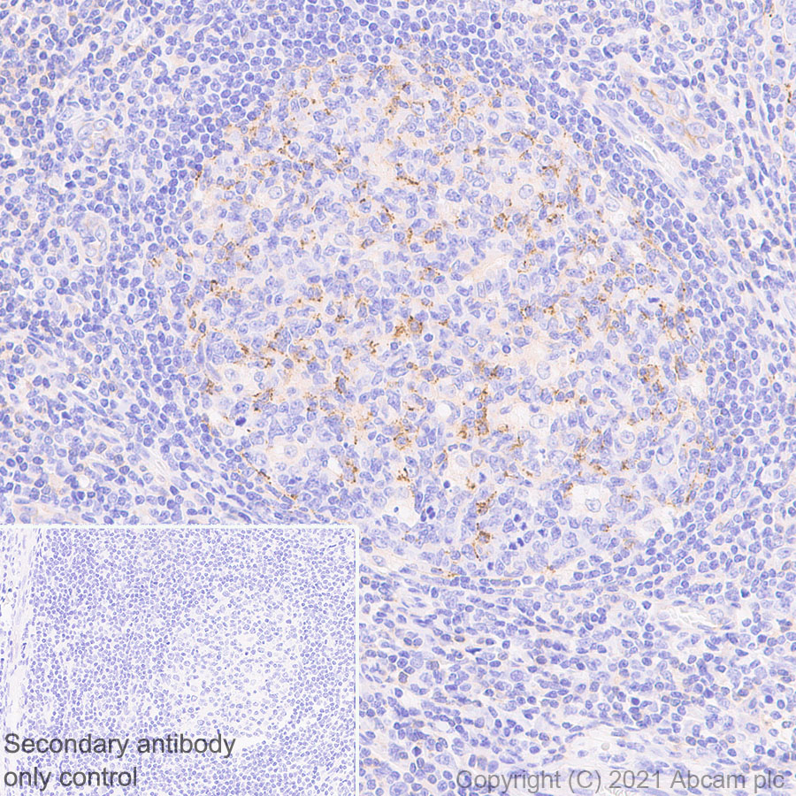 Immunohistochemistry (Formalin/PFA-fixed paraffin-embedded sections) - Anti-PD-L2 antibody [EPR25200-50] - BSA and Azide free (AB288308), expandable thumbnail