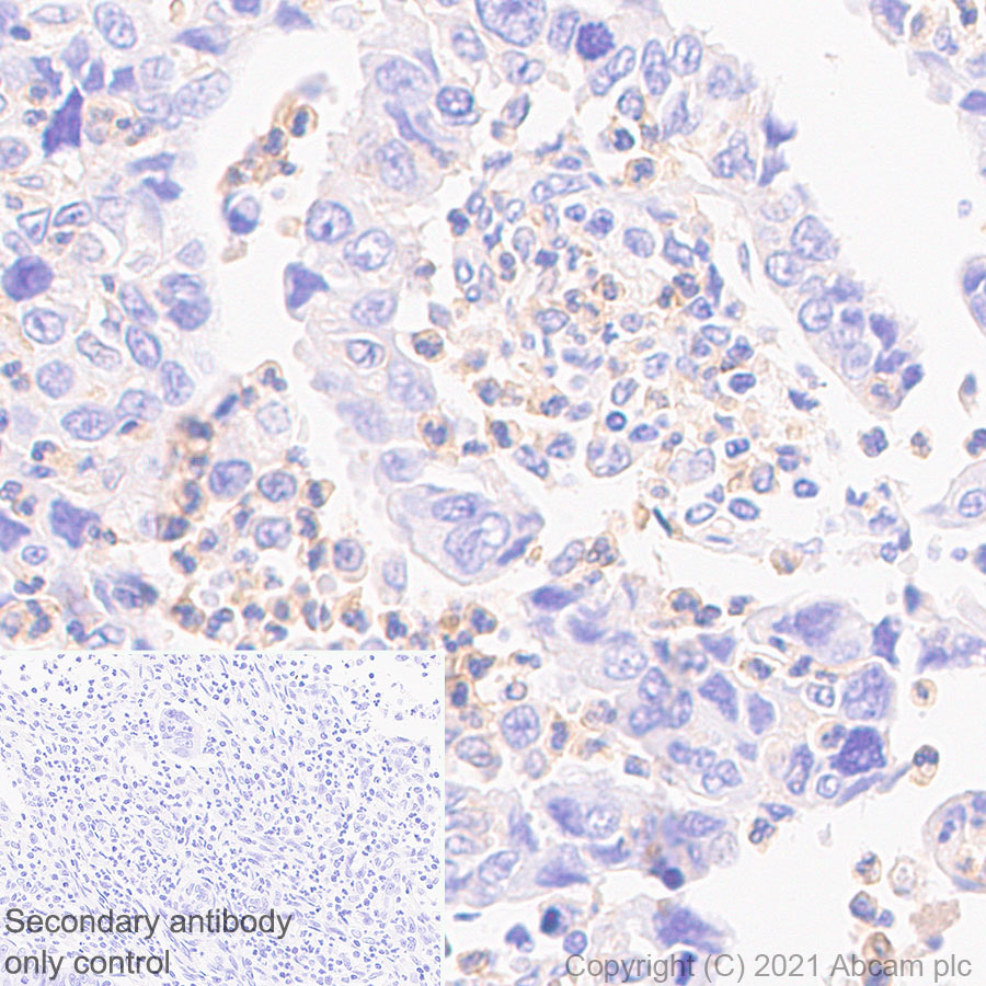 Immunohistochemistry (Formalin/PFA-fixed paraffin-embedded sections) - Anti-PD-L2 antibody [EPR25200-50] - BSA and Azide free (ab288308), expandable thumbnail