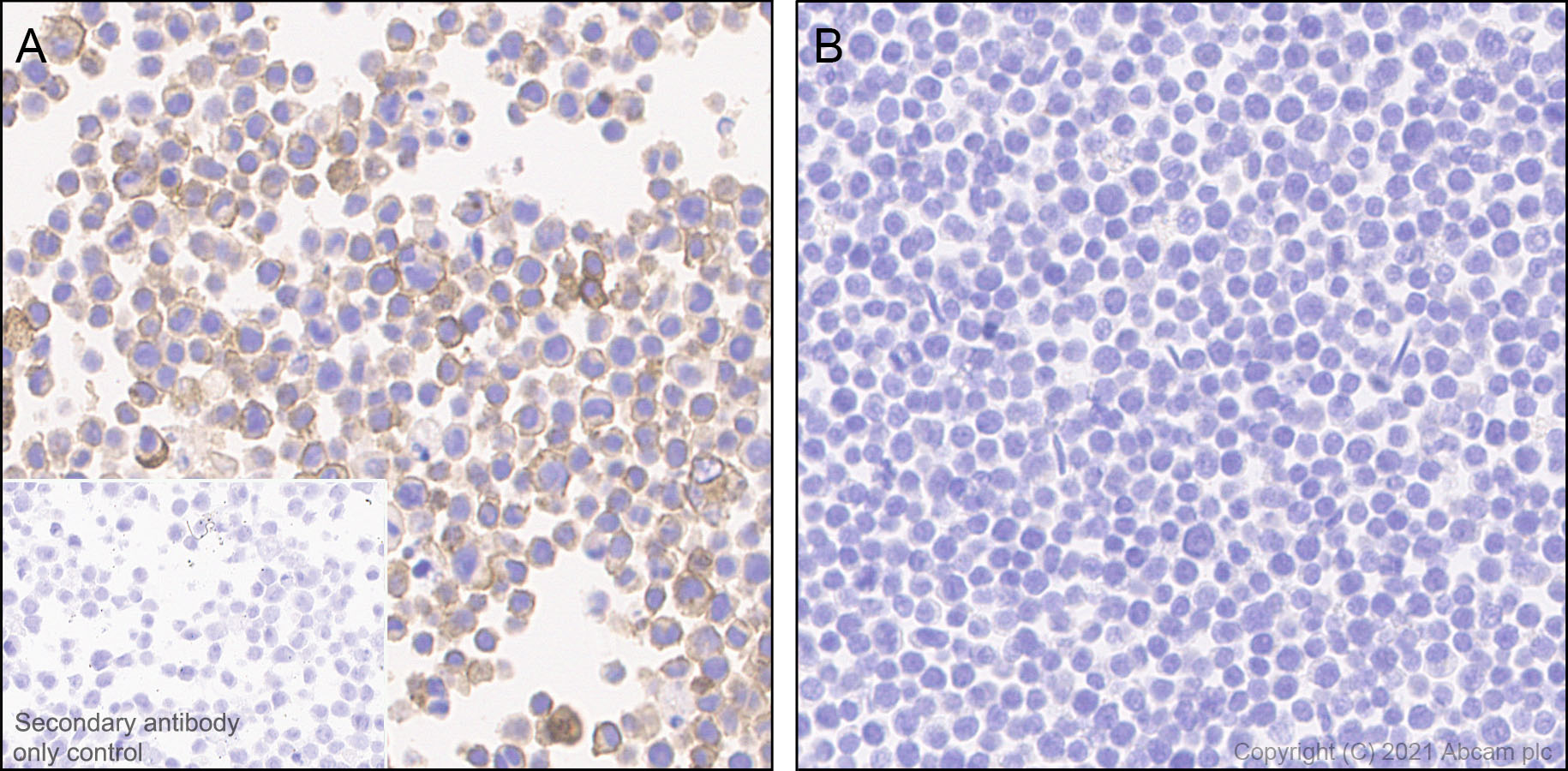 Immunohistochemistry (Formalin/PFA-fixed paraffin-embedded sections) - Anti-PD-L2 antibody [EPR25200-50] - BSA and Azide free (AB288308), expandable thumbnail