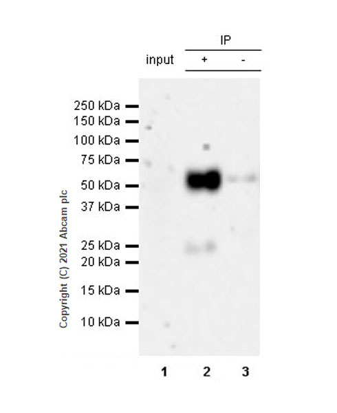 Immunoprecipitation - Anti-PD-L2 antibody [EPR25200-50] - BSA and Azide free (AB288308), expandable thumbnail