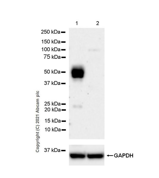 Western blot - Anti-PD-L2 antibody [EPR25200-50] - BSA and Azide free (AB288308), expandable thumbnail