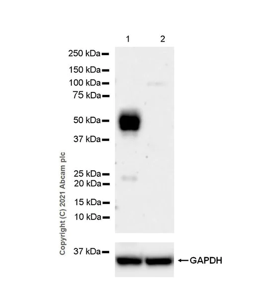 Western blot - Anti-PD-L2 antibody [EPR25200-50] - BSA and Azide free (AB288308)