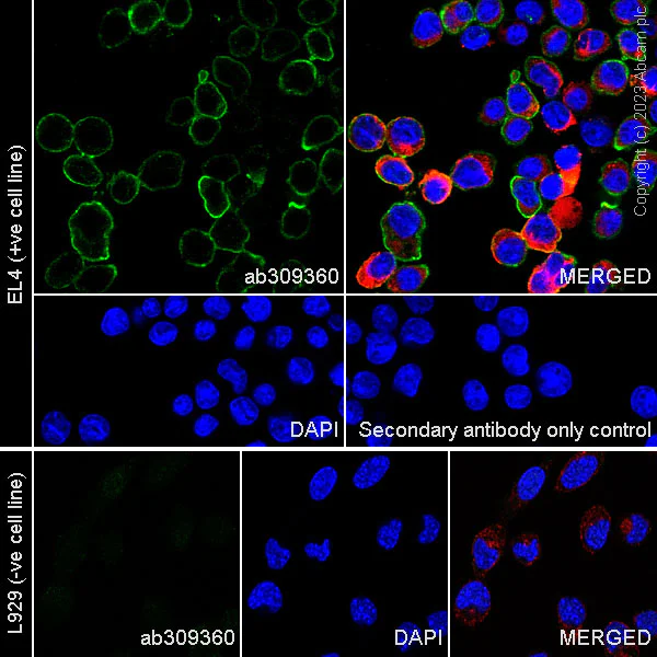 Immunocytochemistry/ Immunofluorescence - Anti-PD1 antibody [29F.1A12] - BSA and Azide free (AB309361)