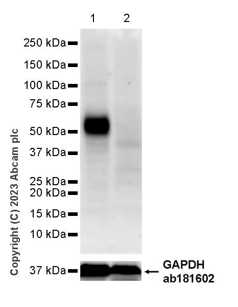 Western blot - Anti-PD1 antibody [29F.1A12] - BSA and Azide free (AB309361)