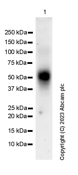 Western blot - Anti-PD1 antibody [29F.1A12] - BSA and Azide free (AB309361)