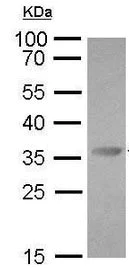 Western blot - Anti-PD1 antibody (AB183641)
