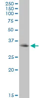 Western blot - Anti-PD1 antibody (AB89828)