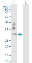 Western blot - Anti-PD1 antibody (AB89828)