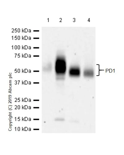 Western blot - Anti-PD1 antibody [CAL15] (AB237727)
