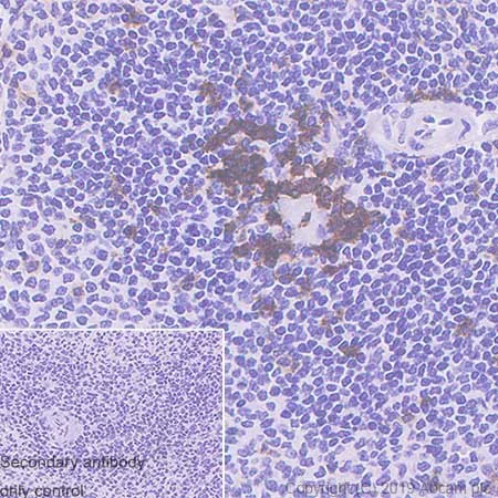 Immunohistochemistry (Formalin/PFA-fixed paraffin-embedded sections) - Anti-PD1 antibody [CAL15] - BSA and Azide free (AB251612)