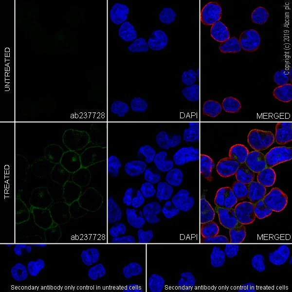 Immunocytochemistry/ Immunofluorescence - Anti-PD1 antibody [CAL20] (AB237728)