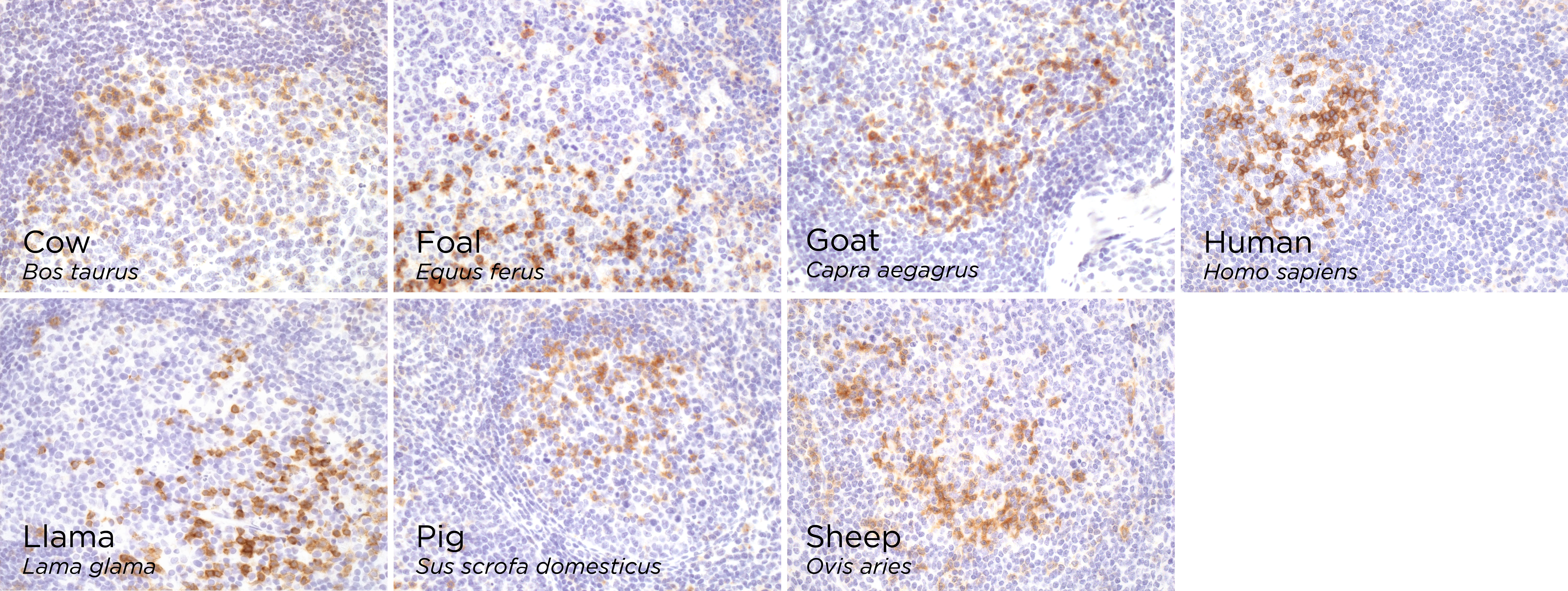 Anti-PD1 antibody [CAL20] (ab237728) | Abcam