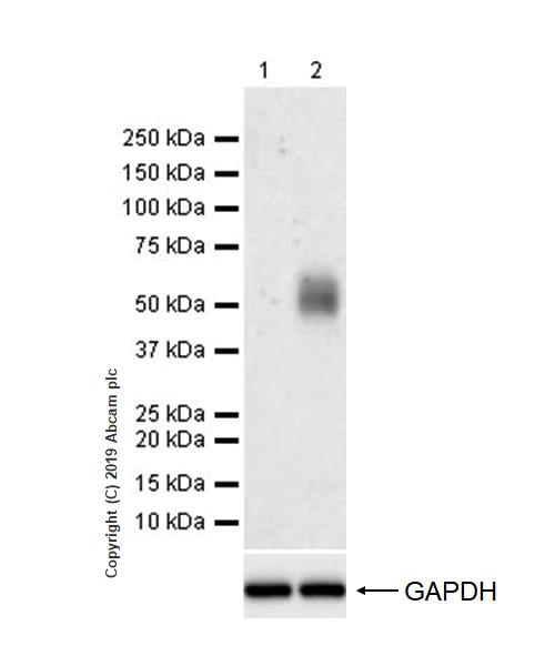 Western blot - Anti-PD1 antibody [CAL20] (AB237728)