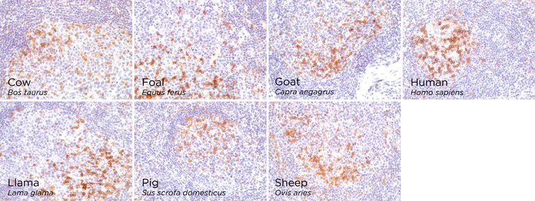 Immunohistochemistry (Formalin/PFA-fixed paraffin-embedded sections) - Anti-PD1 antibody [CAL20] - BSA and Azide free (AB251613)