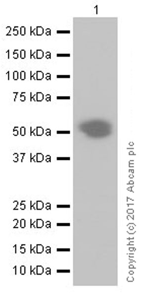 Western blot - Anti-PD1 antibody [EPR20665] (AB214421), expandable thumbnail