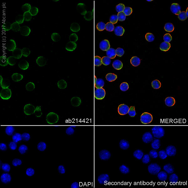Immunocytochemistry/ Immunofluorescence - Anti-PD1 antibody [EPR20665] - BSA and Azide free (AB228857), expandable thumbnail