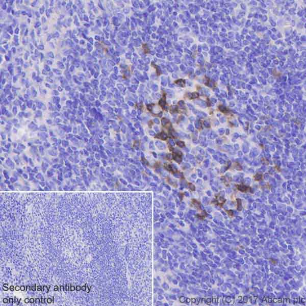 Immunohistochemistry (Formalin/PFA-fixed paraffin-embedded sections) - Anti-PD1 antibody [EPR20665] - BSA and Azide free (AB228857), expandable thumbnail