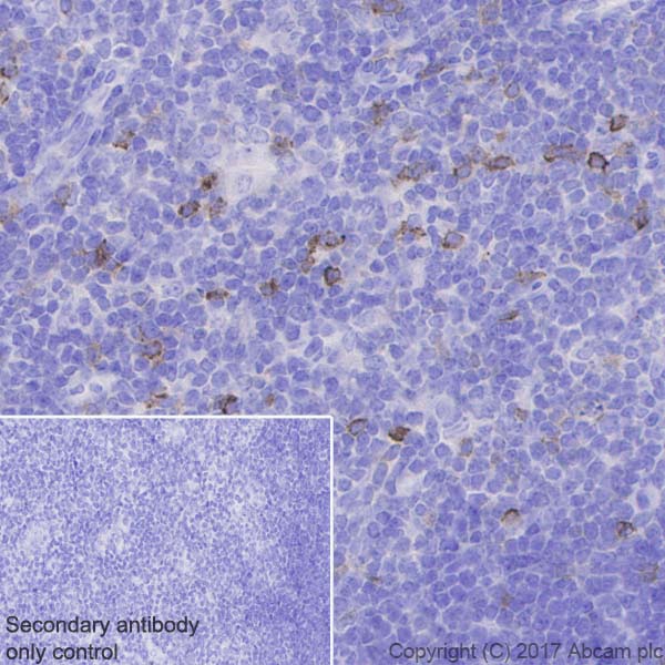 Immunohistochemistry (Formalin/PFA-fixed paraffin-embedded sections) - Anti-PD1 antibody [EPR20665] - BSA and Azide free (AB228857), expandable thumbnail