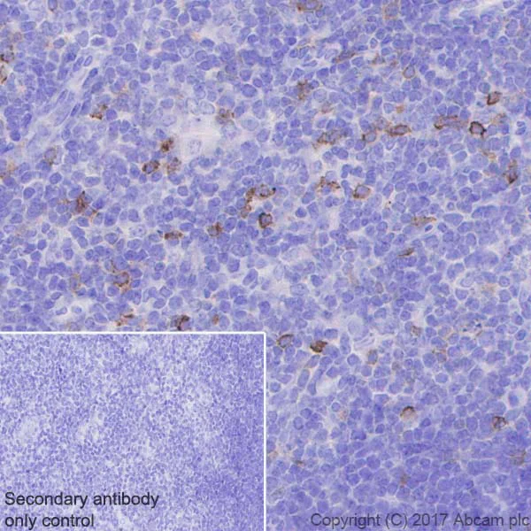 Immunohistochemistry (Formalin/PFA-fixed paraffin-embedded sections) - Anti-PD1 antibody [EPR20665] - BSA and Azide free (AB228857)