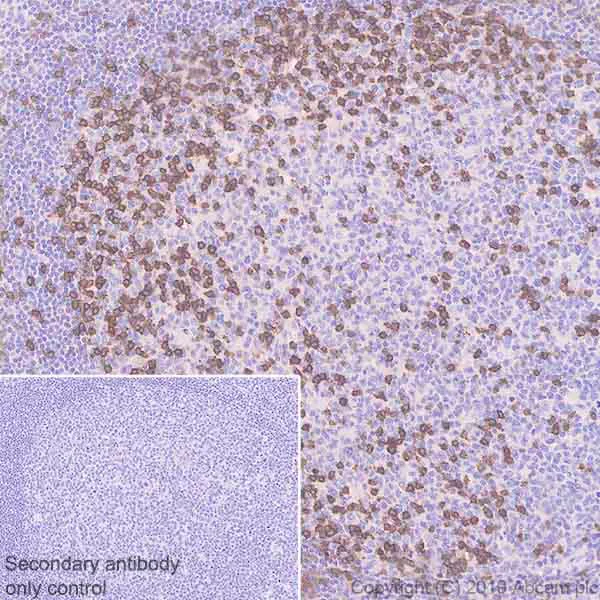 Immunohistochemistry (Formalin/PFA-fixed paraffin-embedded sections) - Anti-PD1 antibody [EPR23119-111] (AB243644)
