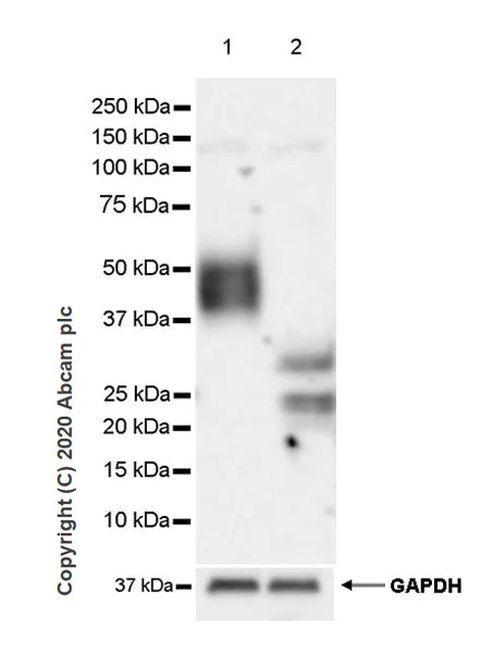 Western blot - Anti-PD1 antibody [EPR23119-111] - BSA and Azide free (AB270753)