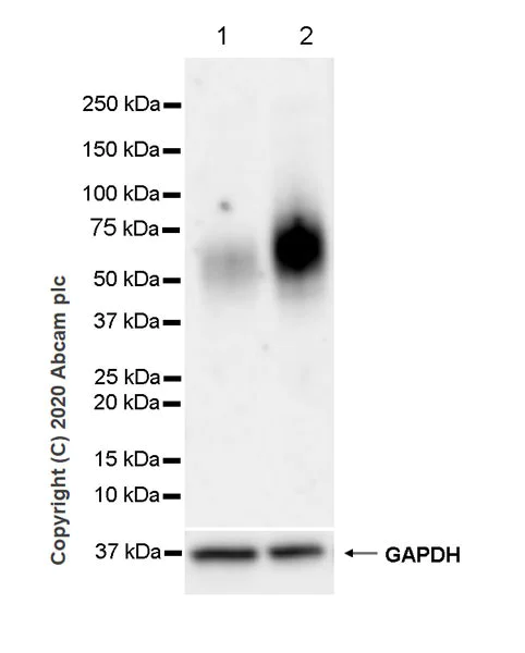 Western blot - Anti-PD1 antibody [EPR23119-111] - BSA and Azide free (AB270753)
