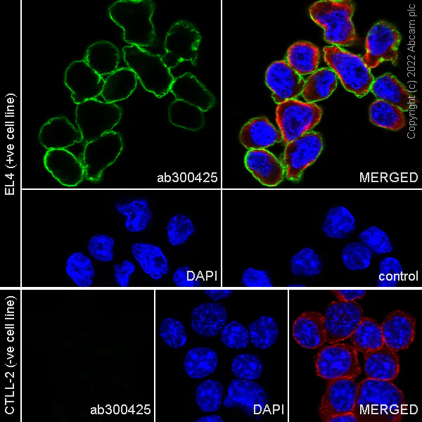 Immunocytochemistry/ Immunofluorescence - Anti-PD1 antibody [EPR26302-8] - BSA and Azide free (AB300426)