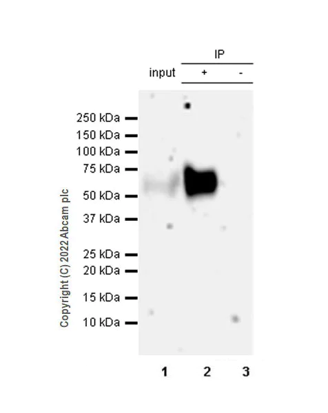 Immunoprecipitation - Anti-PD1 antibody [EPR26302-8] - BSA and Azide free (AB300426)