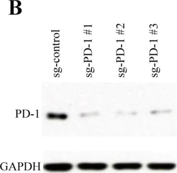 Western blot - Anti-PD1 antibody [NAT105] (AB52587)
