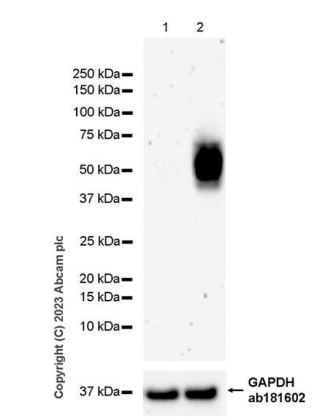 Western blot - Anti-PD1 antibody [NAT105] - BSA and Azide free (ab201811), expandable thumbnail