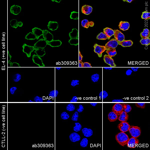Immunocytochemistry/ Immunofluorescence - Anti-PD1 antibody [RM1033] - BSA and Azide free (AB309364)